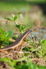 A small, brown lizard with yellow stripes sunning itself on a plant in a field