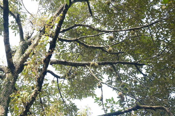 Durian tree in the morning with white background
