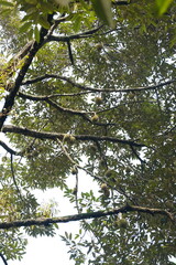 Durian tree in the morning with white background