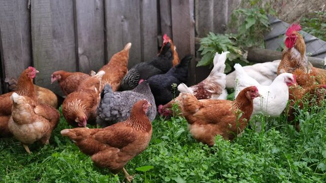 Farm animals such as chickens cluck around the yard searching for insects in the soil. A flock of chickens runs around, scratching and pecking at the dusty ground.