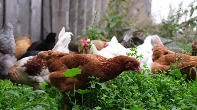 Farm animals such as chickens cluck around the yard searching for insects in the soil. A flock of chickens runs around, scratching and pecking at the dusty ground.