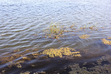 Small Lake With Moss and Algae Located in Tampa Florida