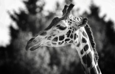 Giraffe Portrait in Black and White