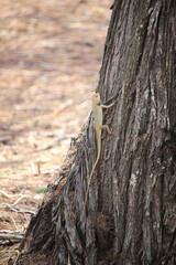 close up of a small white chameleon crawling on a tree