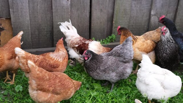 Farm animals such as chickens cluck around the yard searching for insects in the soil. A flock of chickens runs around, scratching and pecking at the dusty ground.