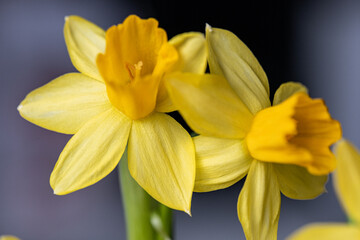 Obraz premium Two vibrant yellow daffodils bloom against a blurred dark background, showcasing their natural beauty during springtime