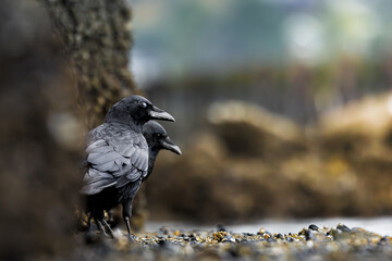 Two black crows searching for oysters to eat