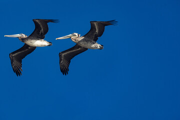 pair of pelicans in flight close up