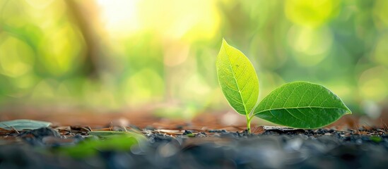 Selective Focus on a Line of Green Leaves