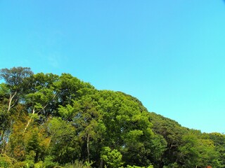 新緑の森と春の青空風景