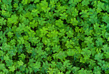 Green clover leaves background, St. Patrick's day holiday symbol.