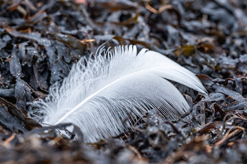 A delicate white feather resting on dark seaweed near the shore in early morning light during a...