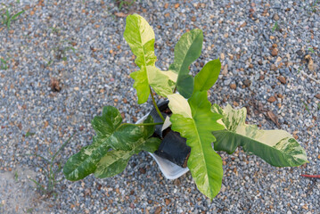 Closeup to Fresh leaf of philodendron florida beauty x mayoi 