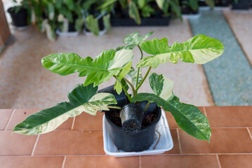 Closeup to Fresh leaf of philodendron florida beauty x mayoi  
