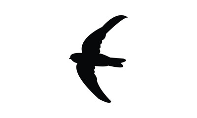 Flying Swiftlet Bird Silhouette Design  And Illustration. 