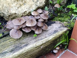 mushrooms on top of a wooden fence in autumn