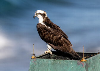osprey on a chimney top