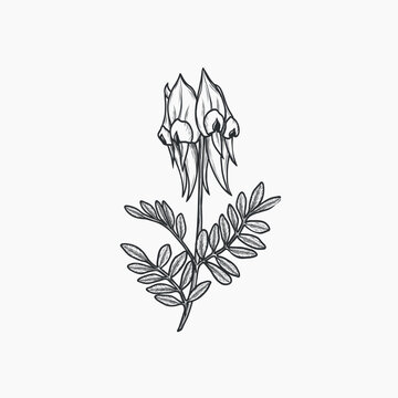 recommend clip art: Hand drawn Sturt's desert pea flower illustration. Australian native plant