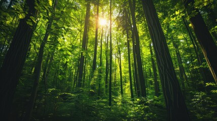 Fototapeta premium Tranquil Panoramic Rainforest Landscape with Diverse Flora and Towering Trees