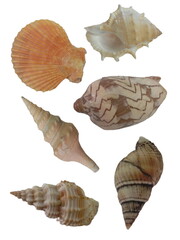 Variety of seashells, beach finds, natural ocean treasures