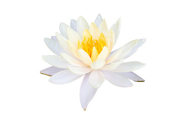 Beautiful white lotus or water lily flower with yellow pollen  blooming isolated on white...
