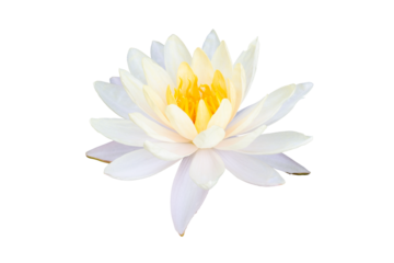 Beautiful white lotus or water lily flower with yellow pollen  blooming isolated on white background included clipping path.