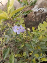 duranta erecta flower or golden dewdrop flower on the plant.flower of the pigeon berry or sky flower