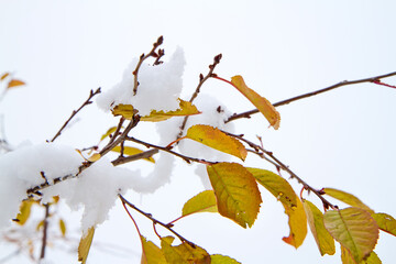 Yellow leaves on a branch under the first snow. Autumn garden after a snowfall.