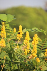 The blooming yellow Senna alata or Candlestick flowers are infested with bees