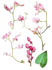 Antigonon leptopus is a species of perennial vine on a white background.