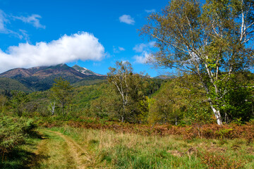 乗鞍連峰と白樺