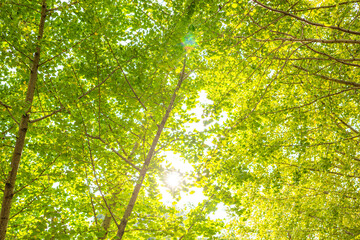 福岡県八女郡広川町 太原のイチョウ