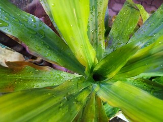 Obraz premium A close-up of a lush green plant leaf with water droplets, showcasing the intricate details of its veins and texture.
