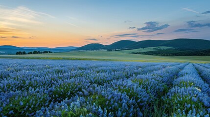 Fototapeta premium Serene Countryside Landscape at Sunset