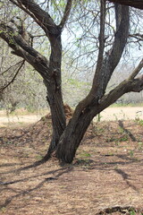 The woody soil texture is full of dryness