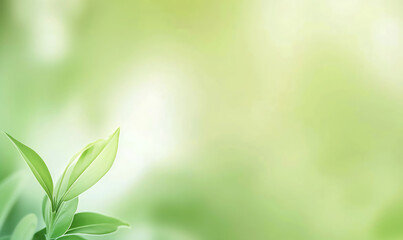 A refreshing gradient background transitioning seamlessly from mint green to soft green, evoking a serene and natural ambiance