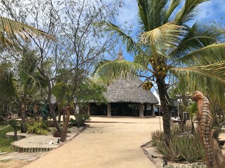 Fototapeta premium palm trees on the island
