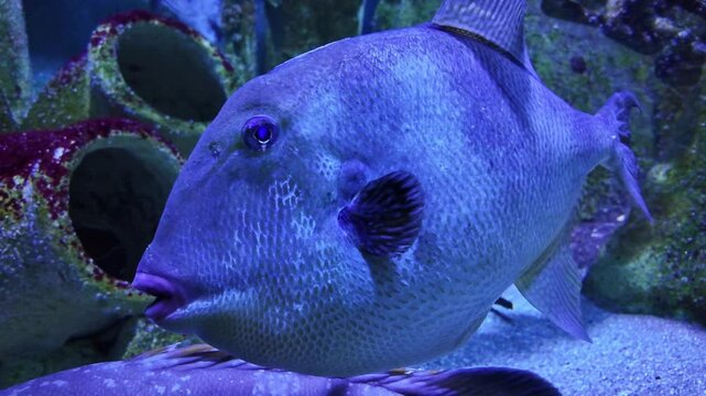 Close-up view about Baliste cabri marine fish is in the Grand Aquarium, Saint-Malo, France.