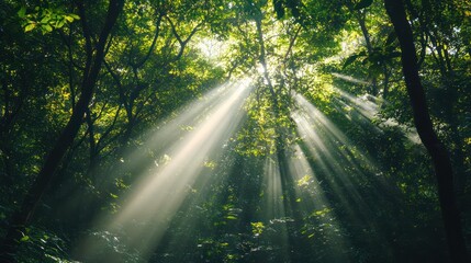 Obraz premium Photo of sunlight penetrating through tree leaves and branches