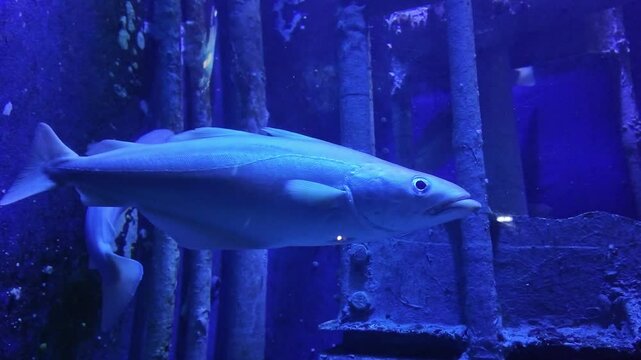 Close-up view about Pollachius Virens marine fishes are in the Grand Aquarium, Saint-Malo, France.