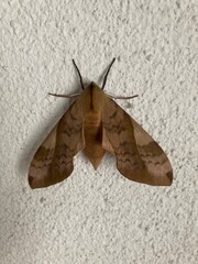 壁にとまった蛾