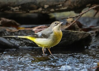 Grey wagtail bird in a rocky stream.