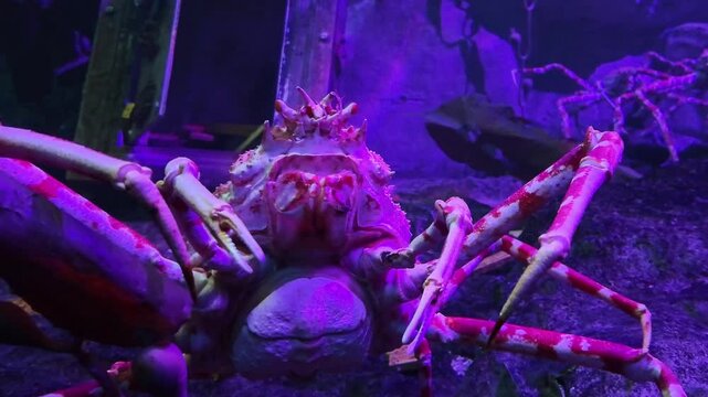 Close-up view about Macrocheira marine crab is in the Grand Aquarium, Saint-Malo, France.
