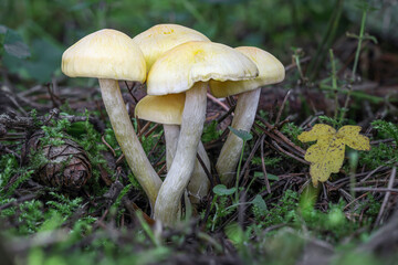 Amazing edible mushrooms commonly known as Larch Woodwax