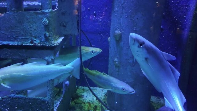 Close-up view about some Pollachius Virens marine fishes swimming in the Grand Aquarium, Saint-Malo, France.