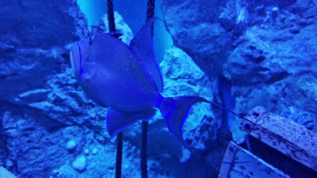 Baliste cabri marine fish is in the Grand Aquarium of Saint-Malo, Ille et Vilaine in France.