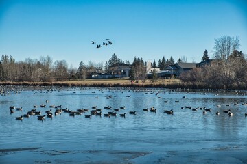 Geese Gathering