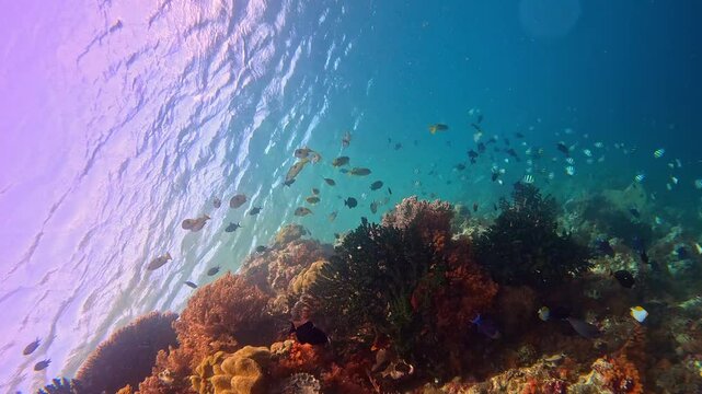 Vertically formatted shot of tropical fish on a coral reef.