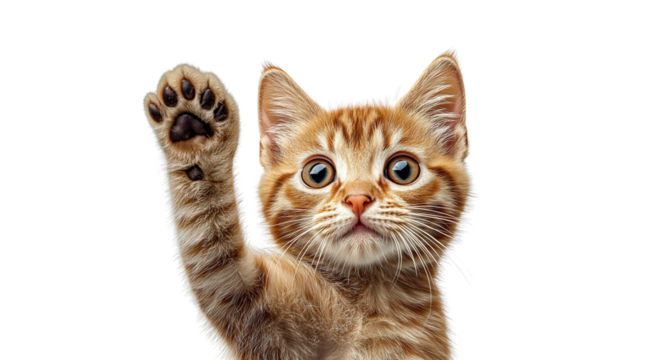 PNG, Cat, Dog + Emotion, created on the basis of artificial intelligence of Generative AI technology.