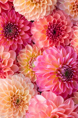 Pink dahlia blooms background. Coral and blush dahlia flowers close up. Floral wallpaper. © andreaobzerova